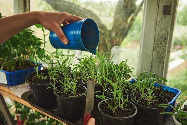 Оценка потребностей участка и выбор типа полива: капельный, дождевальный или комбинированный подход