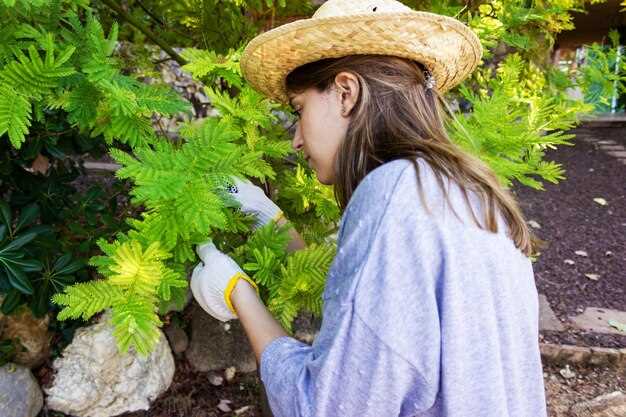 Лунку готовят глубиной 40–60 см и диаметром 50–60 см. На дно кладут дренаж из щебня или крупного песка толщиной 10–15 см, сверху засыпают почвенную смесь: две части плодородной земли и одну часть компоста. Корневую шейку расправляют и устанавливают на уровне поверхности почвы или на 2–3 см ниже, чтобы приживаемость шла равномерно по кругу корней.