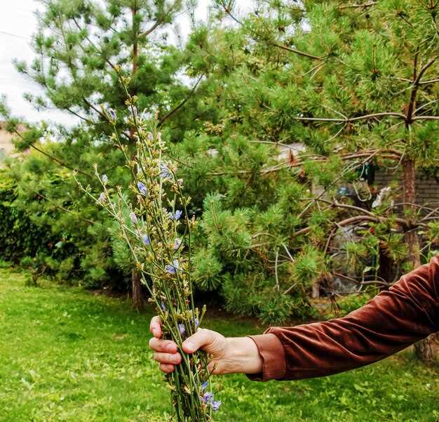 Полив, подкормка и защита от болезней