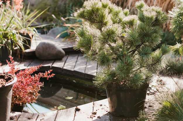 Уход: применяйте капельный полив под мульчей, подкармливайте почву компостом весной; обрезайте отцветшие стебли и обновляйте участки раз в 2–3 года.