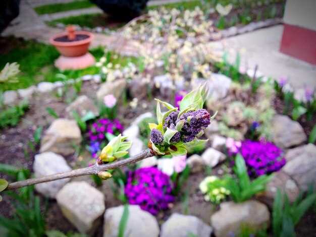 Плотность заполнения: 60% фона – спокойные тона, 30% – среднеяркие акценты, 10% – смелые цвета. Расстояния между экземплярами 25–35 см, рассчитывайте примерно 10–12 единиц на погонный метр для средней плотности посадки.