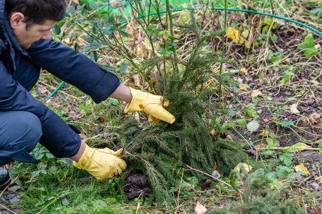 undefinedМатериалы для защиты поверхности</strong> выбирайте в зависимости от доступности: солома, компостированная листва, измельчённая кора, хвоя, перегной, а также переработанная бумага без красителей. Не допускайте плотного слоя возле основания растений, чтобы не вызывать гниение стеблей; ориентировочная толщина – 4–6 см, зазоры держите 2–3 см от стебля.»></p>
<p><em>Правила применения:</em> распределяйте равномерно по площади, не забывайте о доступности влаги: используйте капельное орошение или лейку под небольшим углом, чтобы материал не слипался и не перекрывался дренаж. При необходимости обновляйте слой раз в сезон, удалив старый материал и уложив новый.</p>
<p><img decoding=