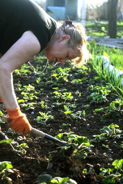 Рекомендация: начинайте сезон со слоя соломы толщиной 6–8 см над почвой под рассадой и молодыми культурами; так сохраняется влагa, снижается рост сорняков и снимается стресс корневой системы, однако при разложении требуется дополнительное внесение азота – примерно 2–4 г на м2 в первые 4–6 недель.