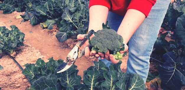 Севооборот – смена культур по участку на период 2–3 года, что снижает сосредоточенность патогенов и вредителей на грядке.