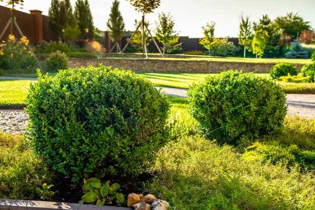 Уход за растениями