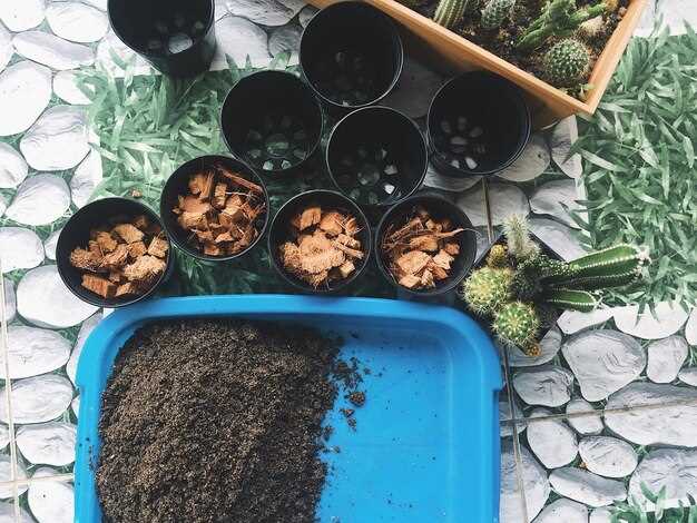 Периодически проверяйте баланс насекомых в первый месяц активного роста огурцов; при необходимости применяйте биологические средства в минимальных дозах, чтобы сохранить естественный регулятор вредителей.