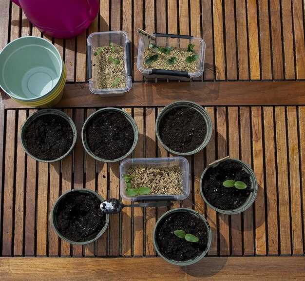 Размещайте укроп, базилик и бархатцы у краёв огуречной грядки: укроп привлекает полезных насекомых, базилик отпугивает вредителей, бархатцы подавляют нематод и притягивают хищников.