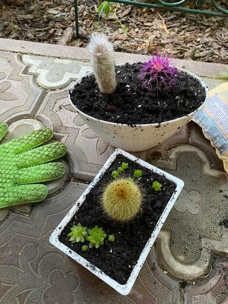 Настурция выполняет ловушку для тлей и некоторых клещей; высаживайте на краю грядки через 25–30 см; следите, чтобы не затмить томатам солнце.