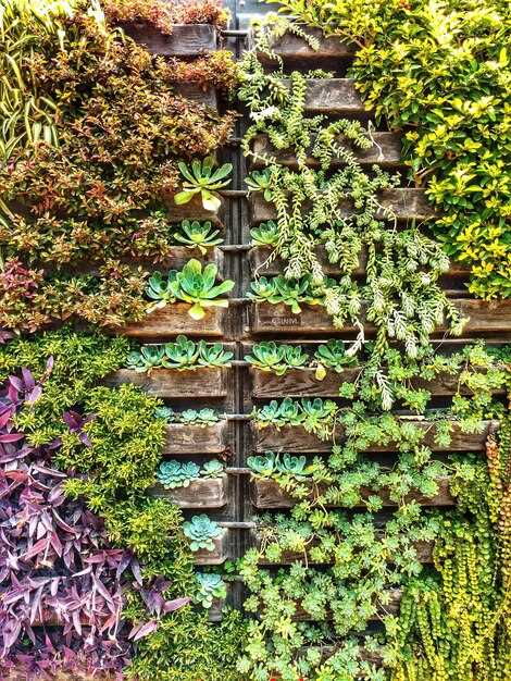 Удобрение применяйте в жидком виде с полным набором макро- и микроэлементов; весной и летом вносить каждые 14 дней; концентрация 0,2–0,4% от рабочего раствора; осенью и зимой снижайте до 0,1–0,2% или раз в месяц. Внос после полива, чтобы снизить риск ожогов.