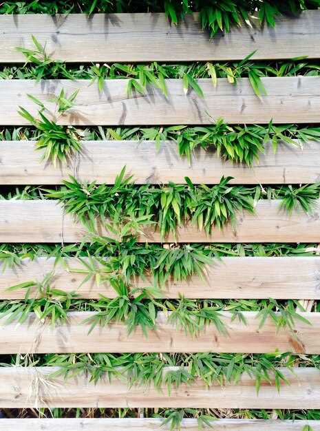 Весна – полив, подкормка и обрезка