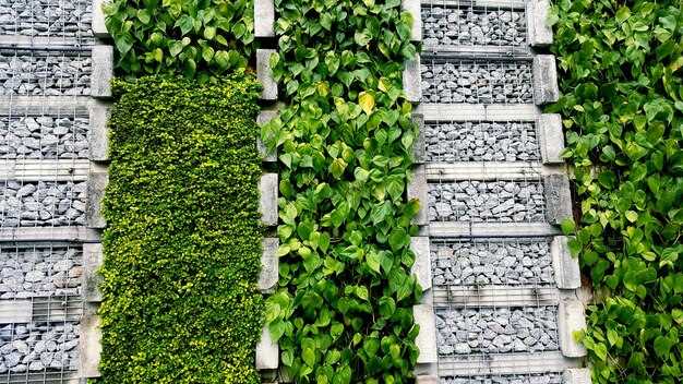 Лето – полив, подкормка и обрезка