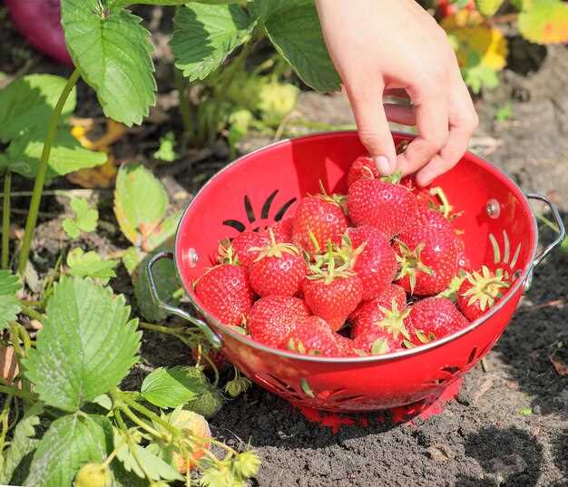 Полив и режим увлажнения