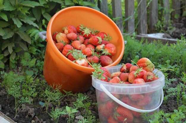 Подкормки и профилактика болезней